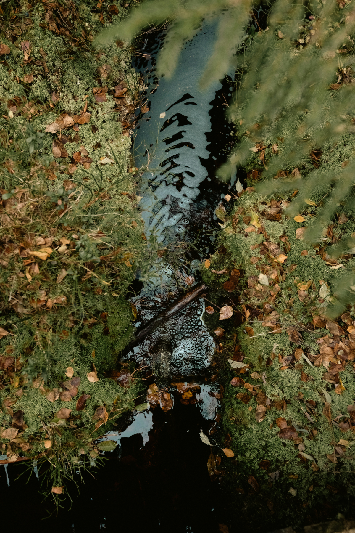 diesel spill in nature